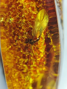 AAM0018 Янтарь с инклюзом Macrochile baltica «Луна и Солнце»